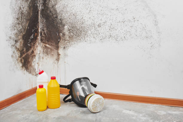 Best Certified Mold Removal  in High Springs, FL