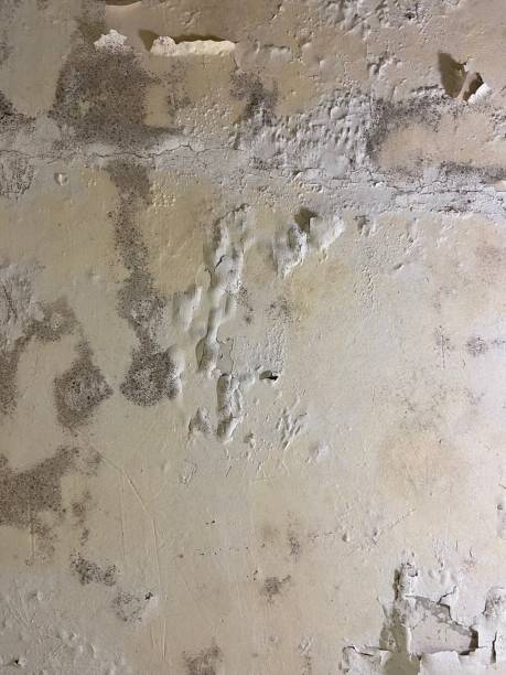 Best Emergency Mold Removal  in High Springs, FL