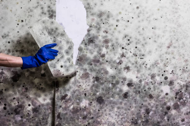 Best Black Mold Removal  in High Springs, FL
